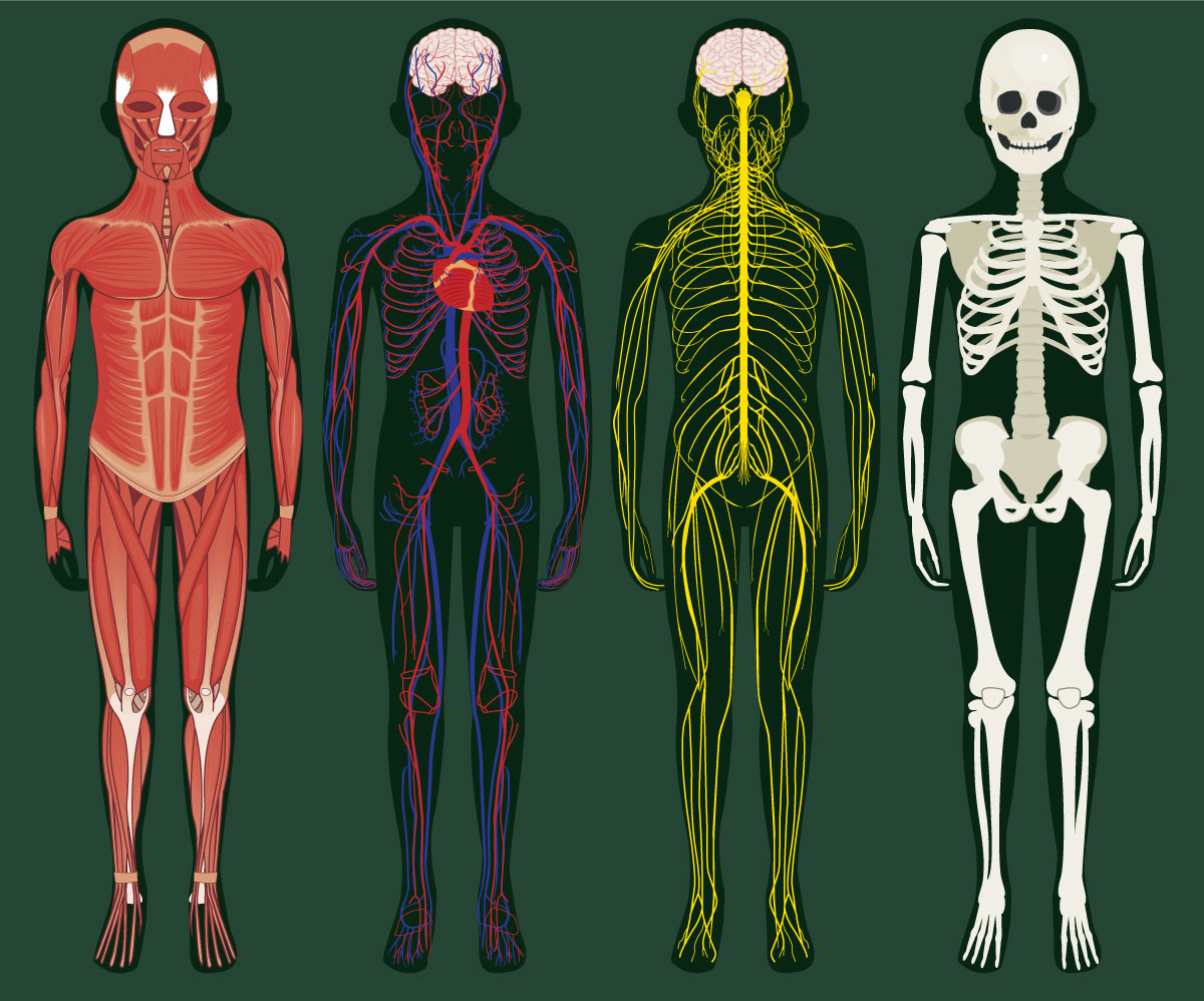 The body of an eight year old, anatomical illustration
